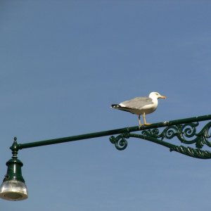 am Campo Santa Margherita