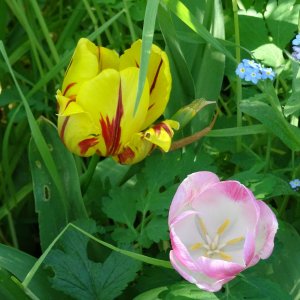 die letzten blühenden Tulpen