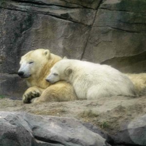 Zoo Hannover Milana und Nana.jpg