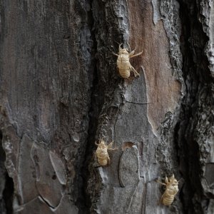 Larvenhaut der großen Zikade