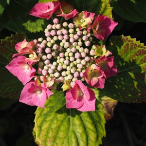 Hortensien-Blüte