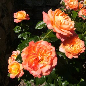 Rosen aus dem Rheingau