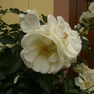 Rosengruß aus dem Elsass