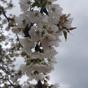 Kirschblüte 2023