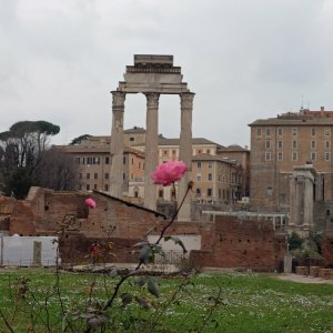 Forums Romanum Rose.jpg