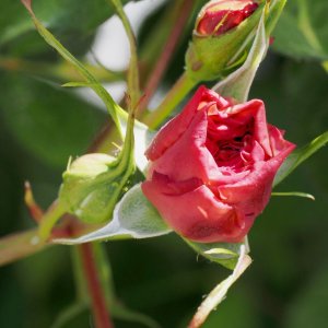 Erste Rosenblüte