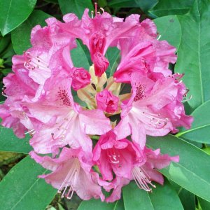 Rhododendron in Otterloo.jpg