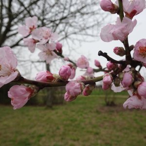 Mandelblüte 2024