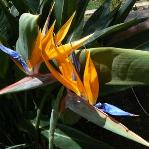 Fauna und Flora auf Madeira