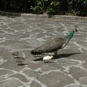 Fauna und Flora auf Madeira