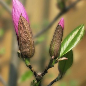 Fruehlingsbote Magnolienknospe
