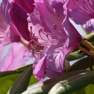 Plmchen (Blte Rhododendron)