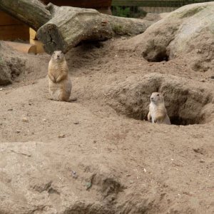 Prairiehunde im Wildpark Lneburger Heide