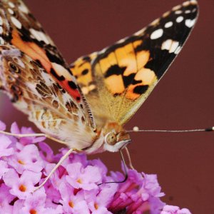 Fuchs verteidigt Schmetterlingsflieder
