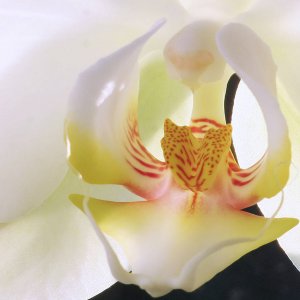 Orchideeninneres