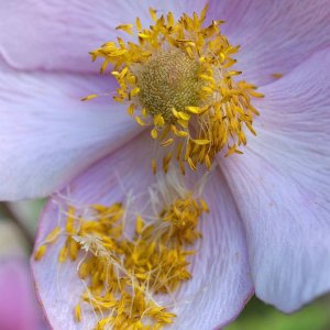 Blumen aus meinem Garten