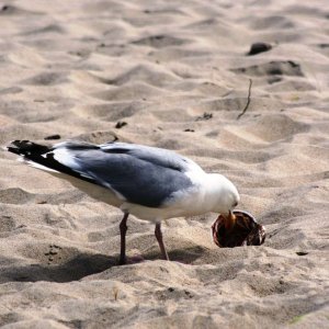 Strandsuberung