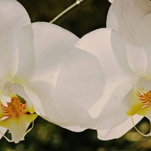 Orchideenpaar