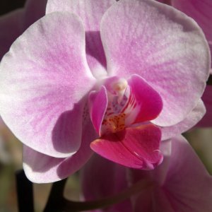 Orchidee