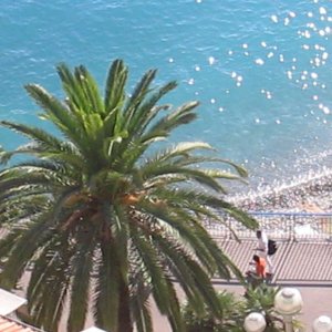Palmen in Nizza