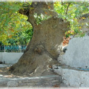 Impressionen aus dem Kirchgarten Agios Ioannis