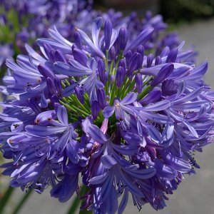 Agapanthus