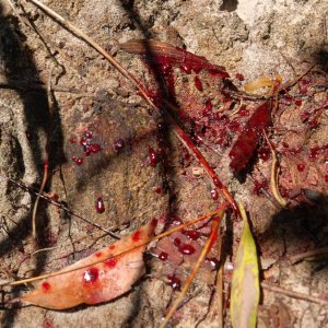 "Blutende" Eukalyptusrinde