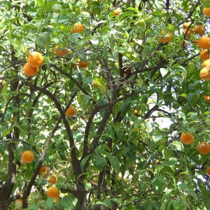 Orangenbumchen auf dem Paltain