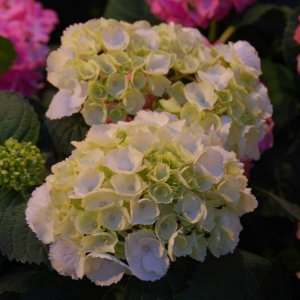 Blumen vom Campo di Fiori