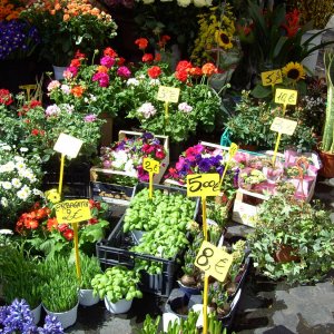 Campo dei fiori