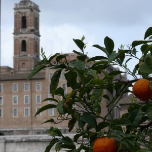 Orangen am Forum mit Blick auf das Capitol