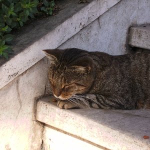 un gatto a Roma