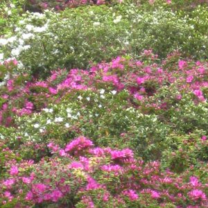 Spanische Treppe mit Blumen