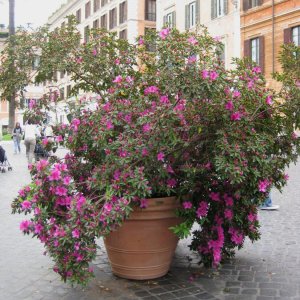 Spanische Treppe mit Blumen