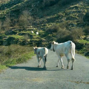 Wanderung bei Carpasia