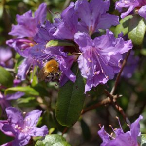 Rhododendron