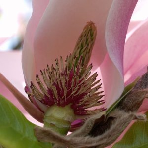 Inneres einer Magnolienblte