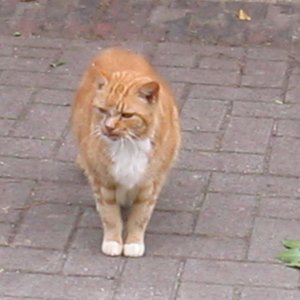 Tiere auf dem Bauernhof