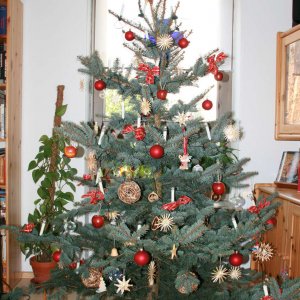 Christbaum 2007