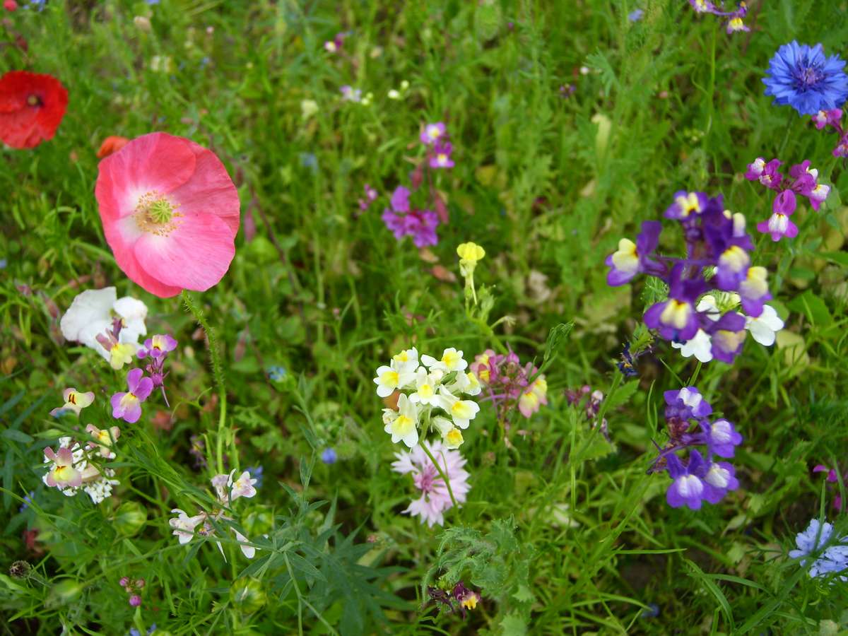 Blumen in der Normandie