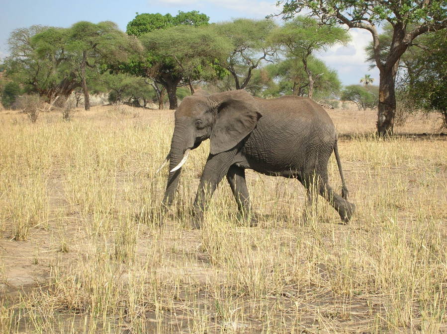 Junger Elefant im Tarangire NP - Tansania