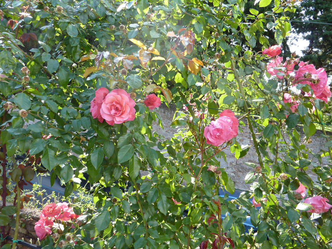 Rosengarten am Aventin, 23.5.2010